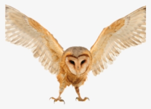 The Devon Bird Of Prey Centre #467078