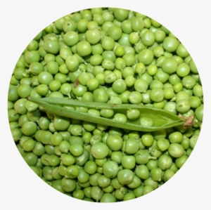 Last Evening I Was Sitting In My Kitchen Shelling Peas - Twinset Denim Jacket #467250