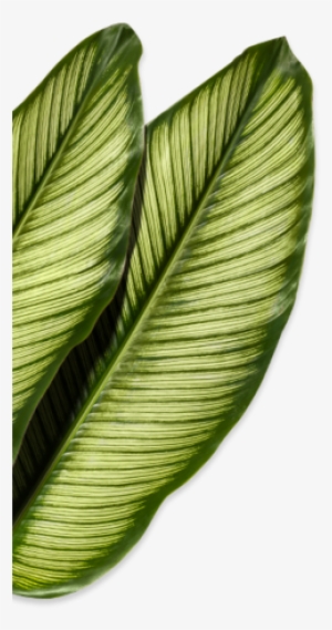 Decoration-left - Chocolate Brownie #467433