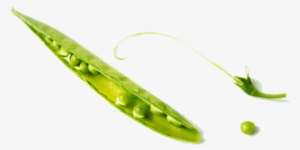 Pea Png Free Download - Wild Peas #467555