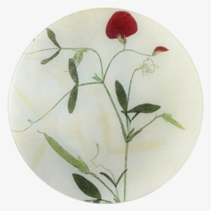 Lathyrvs Pressed Leaves - Sweet Pea #467751