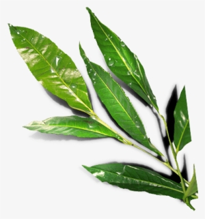Leaves - Long Leaves Png #467971