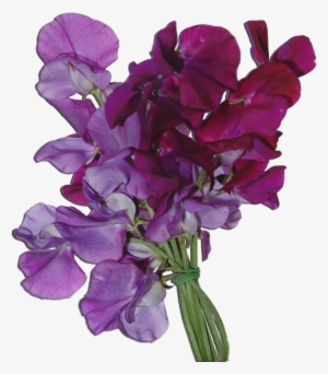13777058 - Sweet Pea Flowers Png #468147