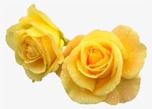 Yellow Transparent Flower Crown Download - Yellow Roses Transparent Background #468409
