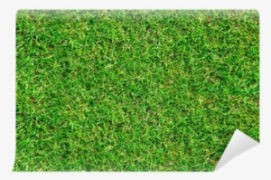Green Grass Background #469013
