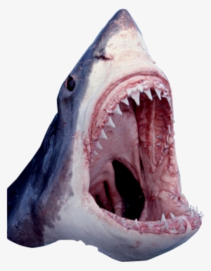 Shark Mouth Open Png - Great White Shark Mouth Open #469720