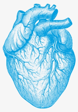 Expert Interviews - Human Heart #4600740