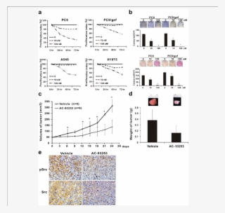 Suppressive Effects Of Ac 93253 Iodide On Tumor Cell - Illustration #4602180