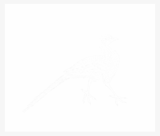 File - Imperial Encyclopaedia - Animal Kingdom - Pic132 - Seabird #4606016