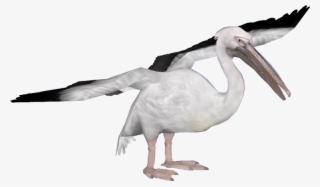 White Pelican Png High-quality Image - Heron #4607624