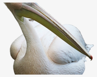 Pelican Png Transparent Images - Brown Pelican #4607926