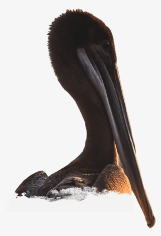 Dirty Al's At Pelican Station #4608228