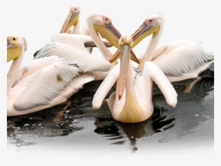 Pelican Png Transparent Images - Motivation #4608436
