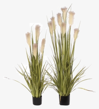 P1527 - 72" Reed Grass & Cream Artificial Flowers #4609819