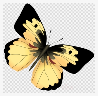 Black Butterfly Png Clipart Black Swallowtail Swallowtail - Mariposa Amarilla Con Negro #4610006