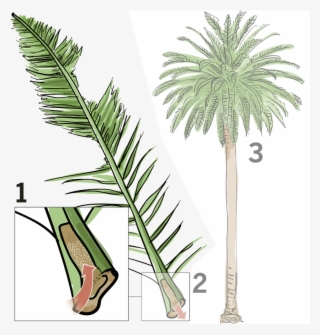 If The Tree Is Not Removed, Its Crown Will Eventually - Dying Palm Tree #4610368 If The Tree Is Not Removed, Its Crown Will Eventually - Dying Palm Tree #4610368