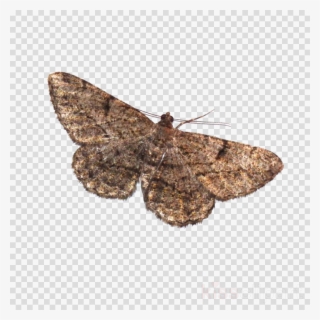 Download Moth Png Transparent Clipart Brown House Moth - Lamp And Moth Best Memes #4610460