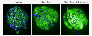 Example Data - Microtissues #4610546
