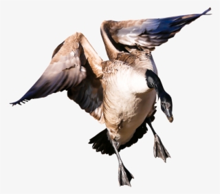 Animal, Goose, Poultry, Greylag Goose, Fly, Wing, Png - Aves De Capoeira Png #4610993