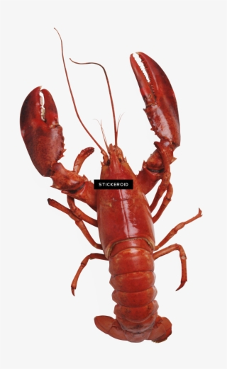 Lobster #4614222 Lobster #4614222