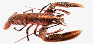 Pictures Gallery - Homarus #4614664