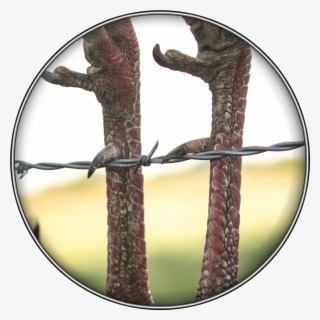 Rio Grand Turkey - Circle #4620331