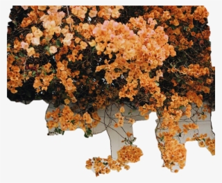 Wall Pared Flores Enredadera Yellow Flowers Nature - Yellow Iphone #4622469 Wall Pared Flores Enredadera Yellow Flowers Nature - Yellow Iphone #4622469