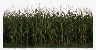 Corn Plant Png Image - Nitrous Oxide Fertilizers #4623206
