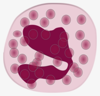 White Blood Cell Eosinophil Neutrophil Immune System - Eosinophil Clipart #4623262