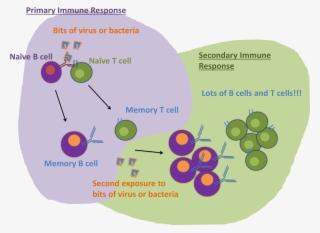 Https - //immyounology - Wordpress - Com/2013/10/23/ - T Cell #4623316