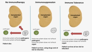 Immune Tolerance Def - Tree #4623480