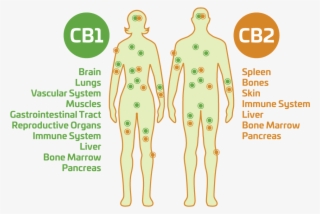 What Is Hemp Cbd - Cbd Body #4623673