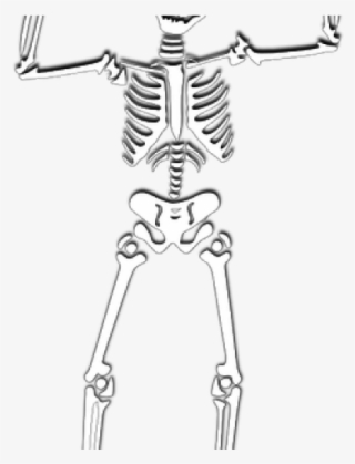 Halloween Skeleton Png #4625048