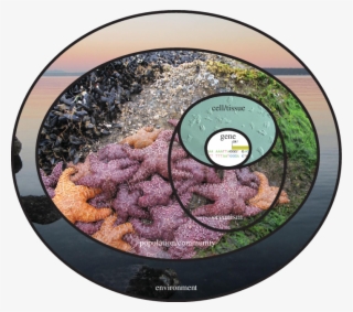 Disease Diagnosis Concentric Ring - Circle #4626232