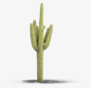 Product Item - Saguaro #4627062