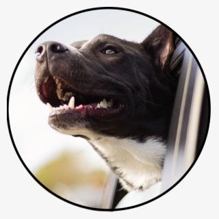 Hot Cars Image - Dog #4629721