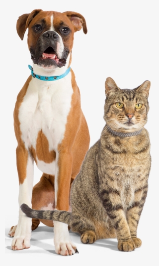 Help Get Them From Hospital To Home Comfortably - Boxer #4633071