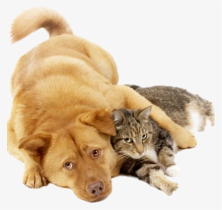 Pet Expo Victoria #4633128