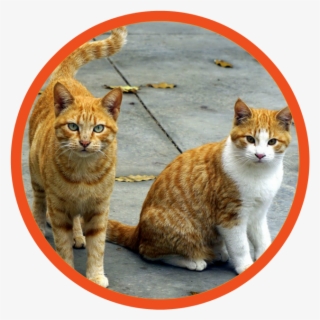 Dog Cat Boarding Near Me - Deux Chats #4633520