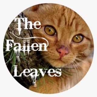 The Fallen Leaves Bannerpng - Paul Wesley #4634226
