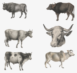 Ox Animal Resolution #4634391