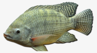 Nile Tilapia Oreochromis Niloticus #4636175