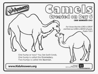 Zoo Camel Coloring - Answers In Genesis #4636554