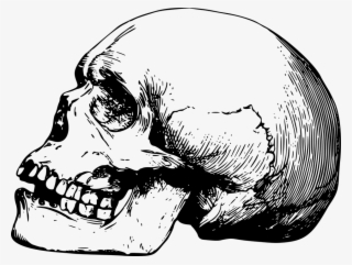 Skeleton Head Png 15, Buy Clip Art - Skull Drawing Png #4636947