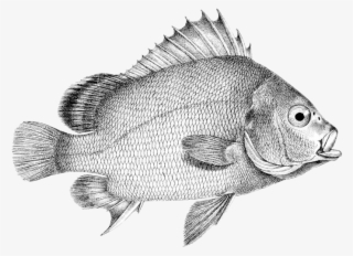 Plectorhinchus Gibbosus - Desenho De Peixe Tilapia Png #4637107