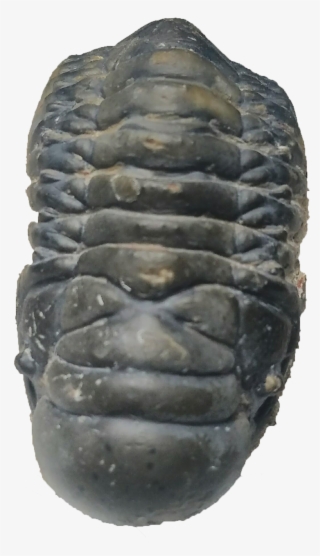 Crotalocephalina Trilobite - Chiton #4637675