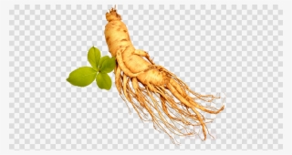 Download Transparent Ginseng Png Clipart Royalty-free - Ginseng Transparent #4642775