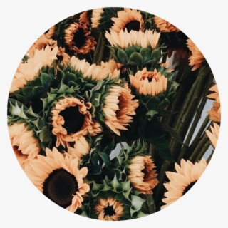 Tumblr Aesthetic Flowers Flower Rose Roses Png Tumblr - Aesthetic Flowers #4644084