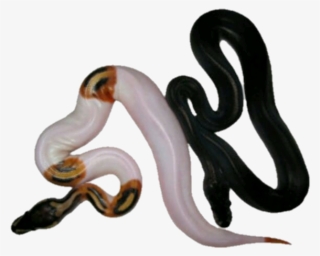 Snakes Images PNG, Transparent Snakes Images PNG Image Free Download ...
