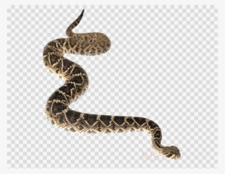 Download Rattlesnake Png Clipart Snakes Reptile Diamondback - Serpent Png Transparent #4644735